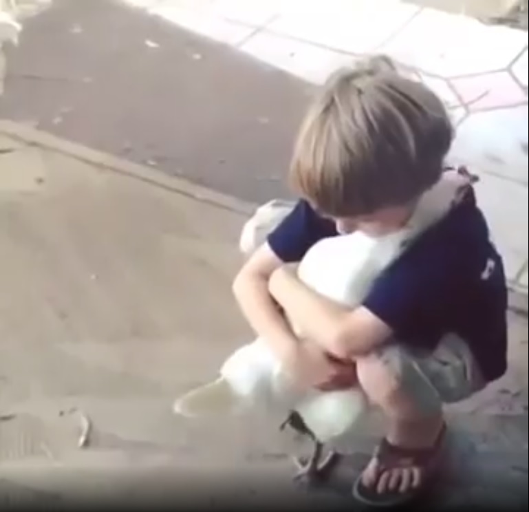 nino-abraza-gallina