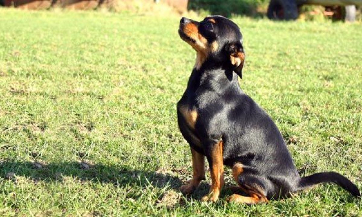 Puedes Llevar A Tu Perro Al Objetivo