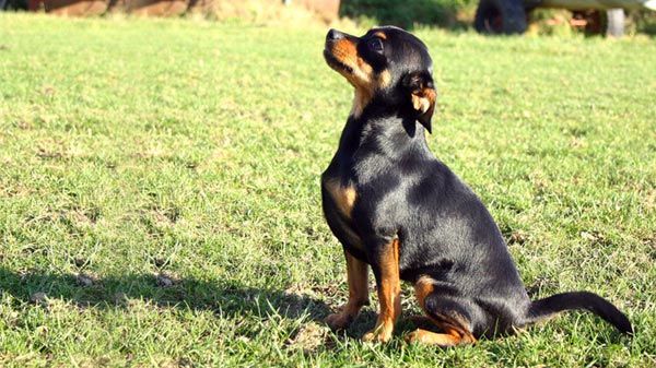 adiestramiento canino