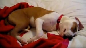 Perros durmiendo