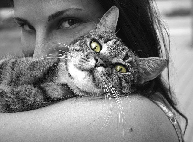 ¿Por qué se frota mi gato conmigo?