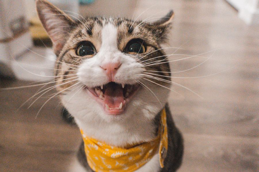 Cómo hacer feliz a tu gato