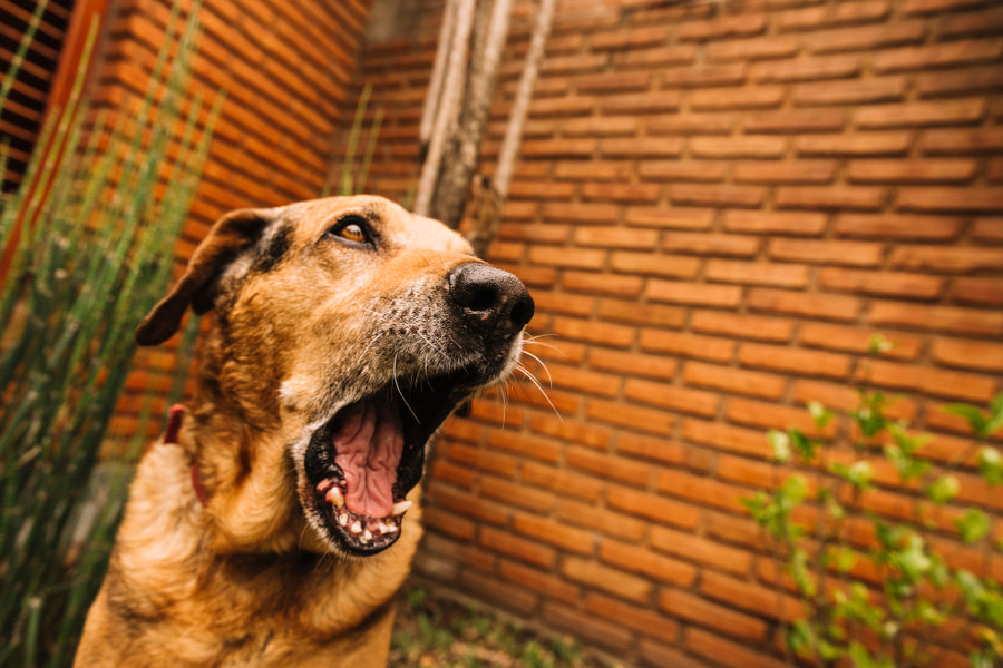 mi perro ladra cuando me voy: causas y soluciones