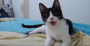 Gato con doble personalidad