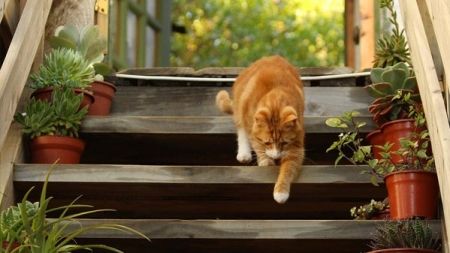 ¿Qué hacer si mi gato se pierde? – Parte I