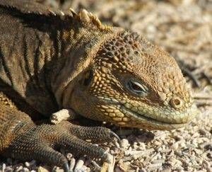 las-iguanas-son-los-nuevos-perros