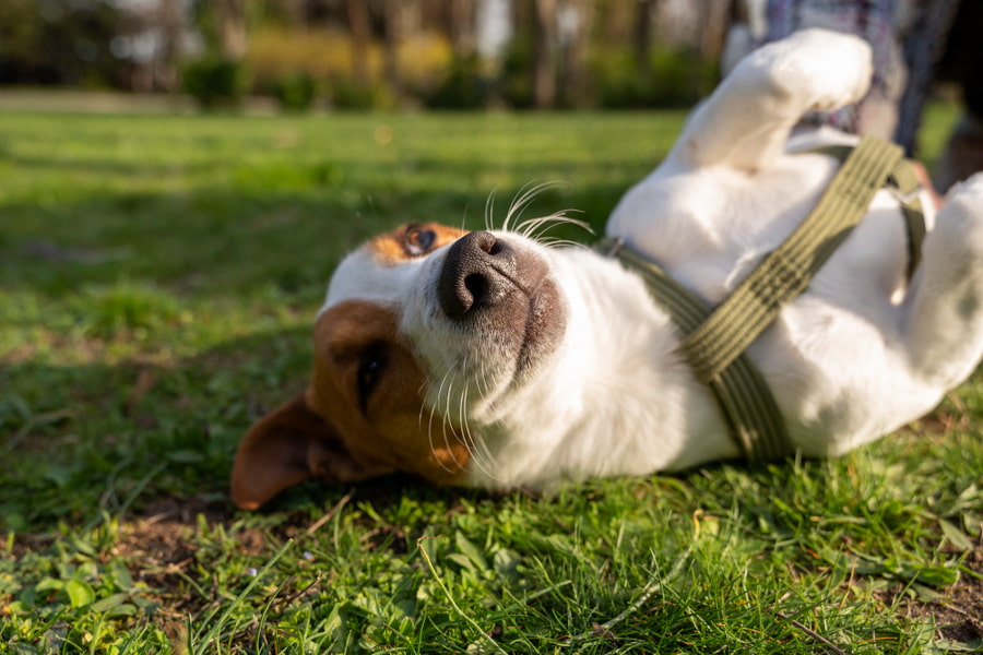 Mosquitos en perros: consecuencias, enfermedades y prevención