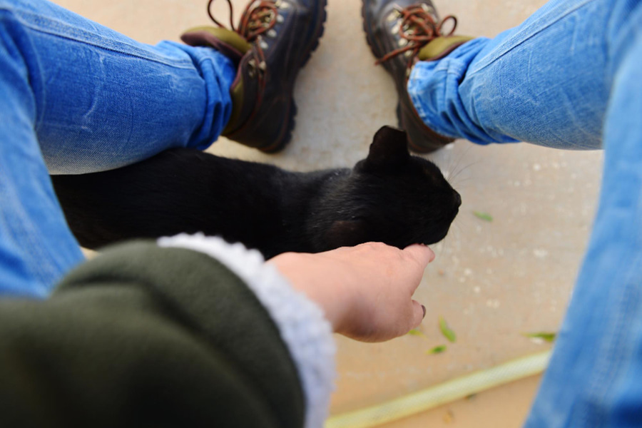 por qué tu gato se frota contigo