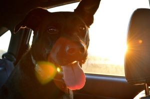 ¿Cómo enseñar a tu perro a aconstumbrarse al transportín? – Parte I