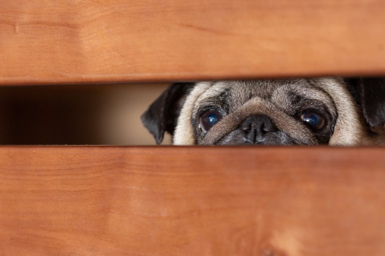 Cómo calmar y quitar el miedo a un perro