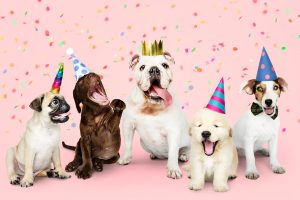 Ideas para celebrar un cumpleaños perruno