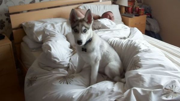 Despertar con un Husky