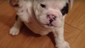 Divertido cachorro de bulldog inglés