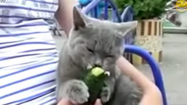 Gatos comen frutas y verduras