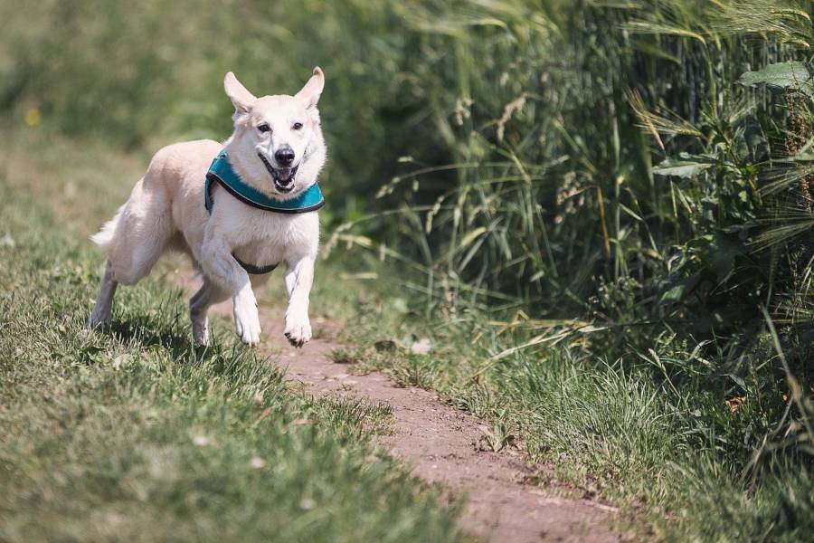 hacer-deporte-con-tu-perro