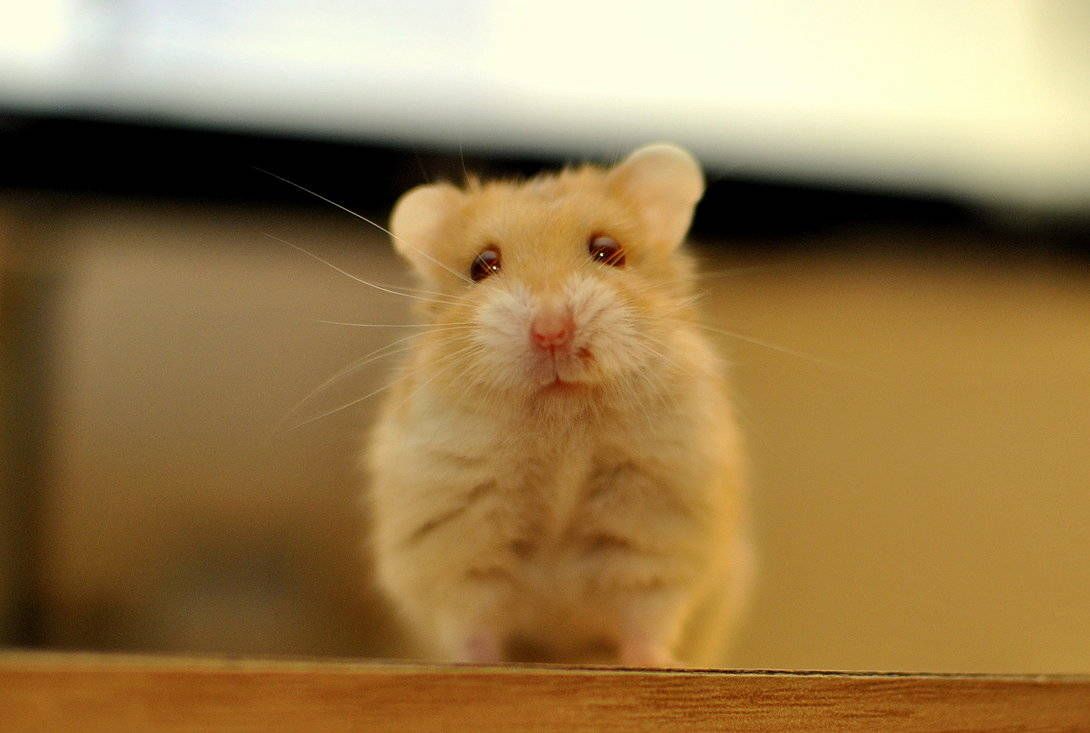 hamster