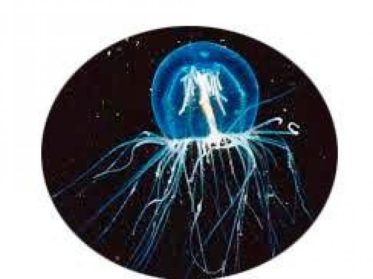 Los 5 Animales Mas Longevos Tiendanimal