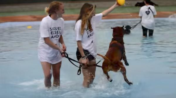 Parque Acuático para perros
