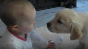 Perrito y bebé se conocen