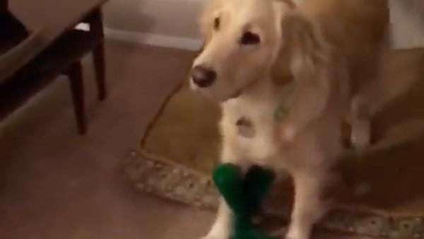 Perro se sorprende con su juguete