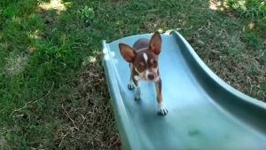 Perro jugando en toboganes