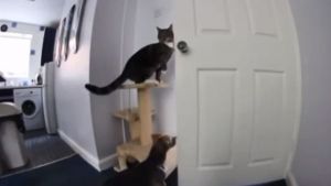 Gato y perro se ponen de acuerdo para escapar