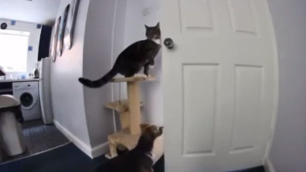 Gato y perro se ponen de acuerdo para escapar