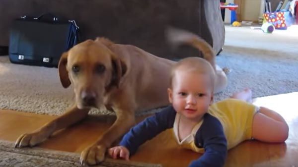 Perros enseñan a gatear a bebés