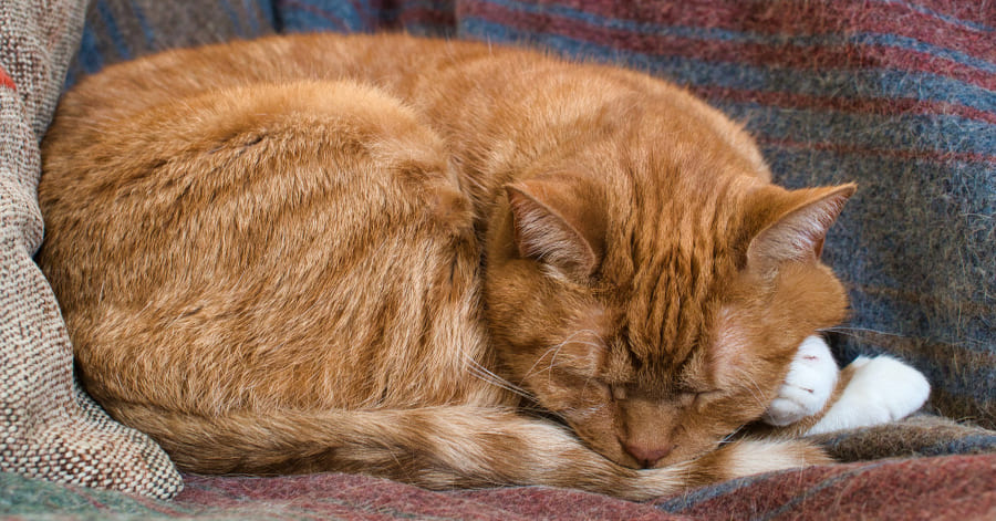 El sueño en gatos: fases y consejos para su descanso