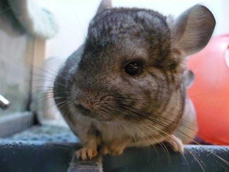 chinchilla