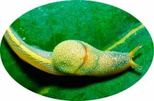caracol_ninja