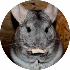 chinchilla_comiendo