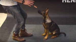 Cómo reaccionan los perro al ver una salchicha volar