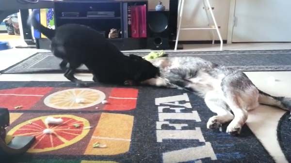 Dos perros comparten juegos