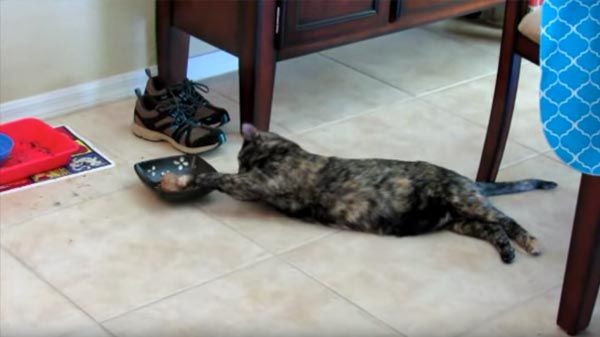 Lo que hace un gato vago e inteligente cuando tiene hambre