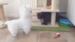 Gatos y peluches