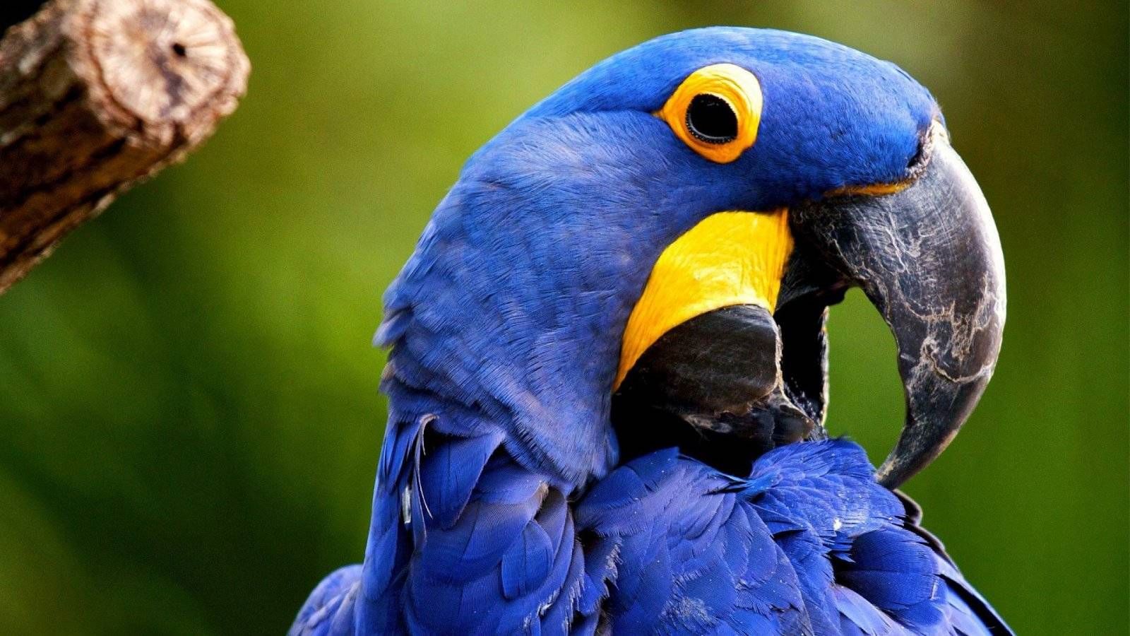 Loro_encantado_con_su_peluche