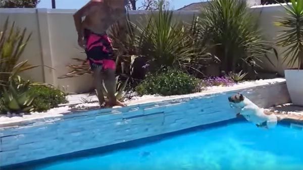 Perro disfrutando de la piscina