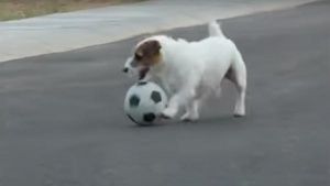 El perro más inteligente del mundo