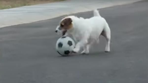 El perro más inteligente del mundo
