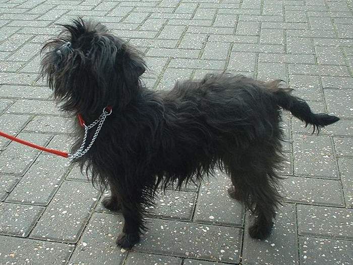 Affenpinscher