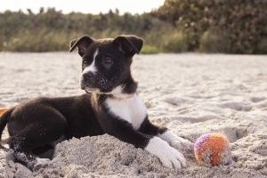 Qué es la impronta canina y qué importancia tiene para el cachorro