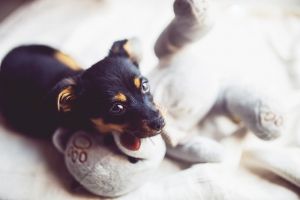 La importancia de la impronta - Parte II