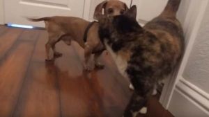 Perro quiere ser amigo de un gato