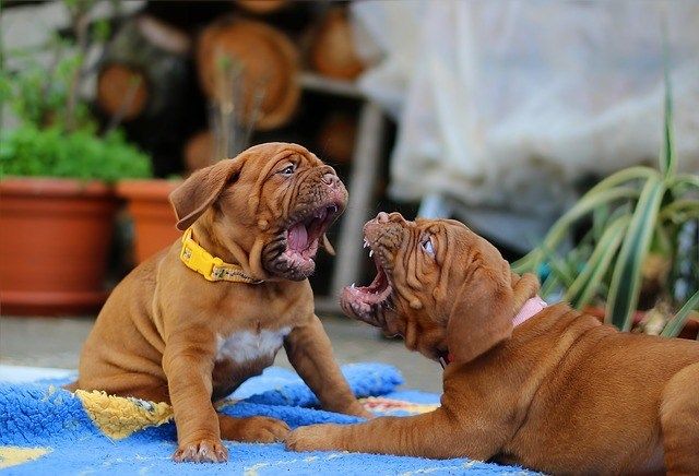 Como enseñar a un cachorro a no morder