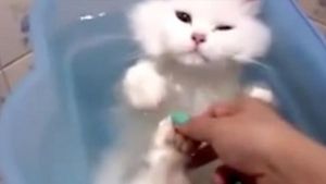 Gato dándose una ducha