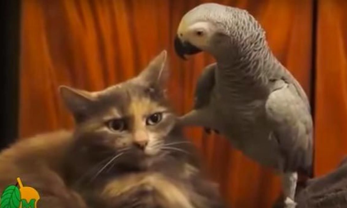 La paciencia de un gato con un - Tiendanimal