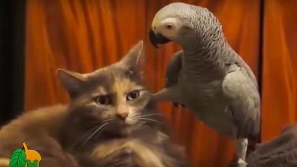 La paciencia de un gato con un pájaro
