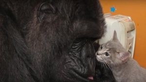 Gatito es adoptado por Gorila