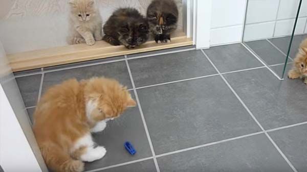 Juegos de Gatitos